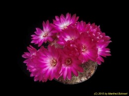 Sulcorebutia tarabucoensis ssp. hertusii HS125 486